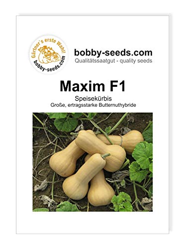 Maxim F1 Kürbissamen von Bobby-Seeds, Portion von Gärtner's erste Wahl! bobby-seeds.com