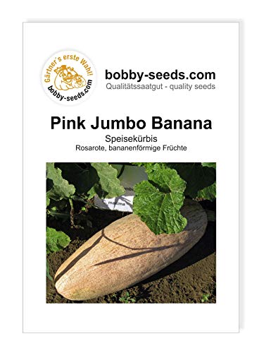 Kürbissamen Pink Jumbo Banana Portion von Gärtner's erste Wahl! bobby-seeds.com