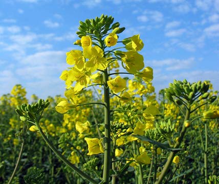 Bodenkur Gelbsenf - einjährige Gründüngung 2,5 Kg von Gärtner's erste Wahl! bobby-seeds.com