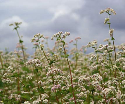 Buchweizen Bodenkur von bobby-seeds, einjährige Gründüngung/Insektenweide 250 Gramm Buchweizen Bodenkur von bobby-seeds, einjährige Gründüngung/Insektenweide 250 Gramm von Bobby-Seeds Saatzucht