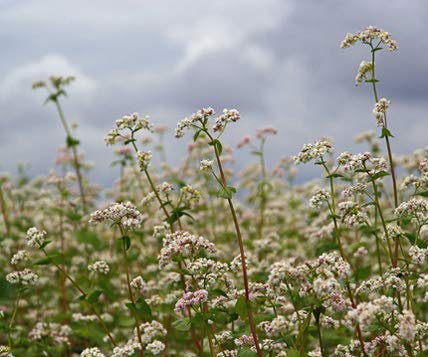 Bodenkur Buchweizen - einjährige Gründüngung/Insektenweide 250 Gramm von Gärtner's erste Wahl! bobby-seeds.com