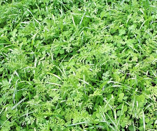 Schnellgrüner Bodenkur von bobby-seeds, schnelle Begrünung von Brachen 250 gramm von Bobby-Seeds Saatzucht