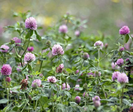 Bodenkur Perserklee - einjährige Gründüngung 500g von Gärtner's erste Wahl! bobby-seeds.com