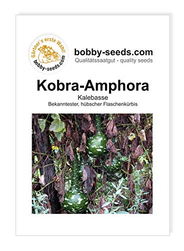 Kürbissamen Kobra - Amphora Portion von Gärtner's erste Wahl! bobby-seeds.com