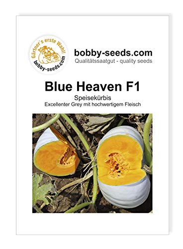 Blue Heaven F1 Kürbissamen von Bobby-Seeds, Portion von Gärtner's erste Wahl! bobby-seeds.com