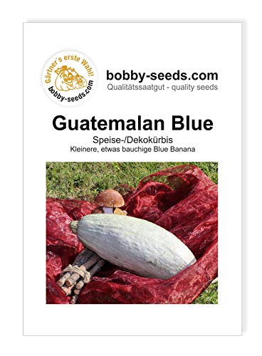 Guatemalan Blue Banana Kürbissamen von Bobby-Seeds, Portion von Gärtner's erste Wahl! bobby-seeds.com