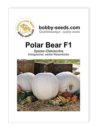 Kürbissamen Polar Bear F1 Portion von Gärtner's erste Wahl! bobby-seeds.com