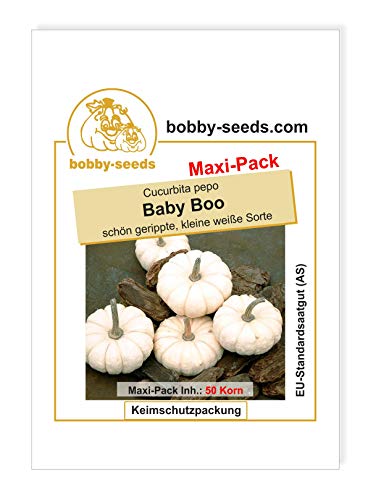 Kürbissamen Baby Boo 50 Korn von Gärtner's erste Wahl! bobby-seeds.com