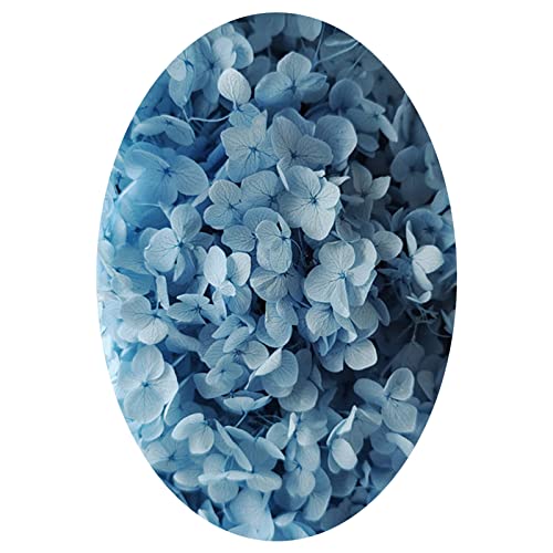 Bodhi2000 1 Box Konservierte Blumen Lang anhaltende schöne künstliche Hortensien Blumen Praktisch Hellblau Bodhi2000 1 Box Konservierte Blumen Lang anhaltende schöne künstliche Hortensien Blumen Praktisch Hellblau von Bodhi2000