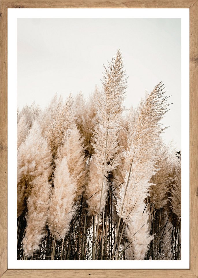 Bönninghoff Bild mit Rahmen, Gräser, Natur, Pflanzen, Pflanzenbilder (1 St) von Bönninghoff