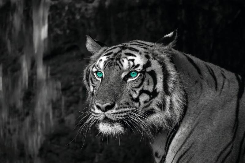 Bönninghoff Leinwandbild Blue Eyed Tiger, (1 St) von Bönninghoff