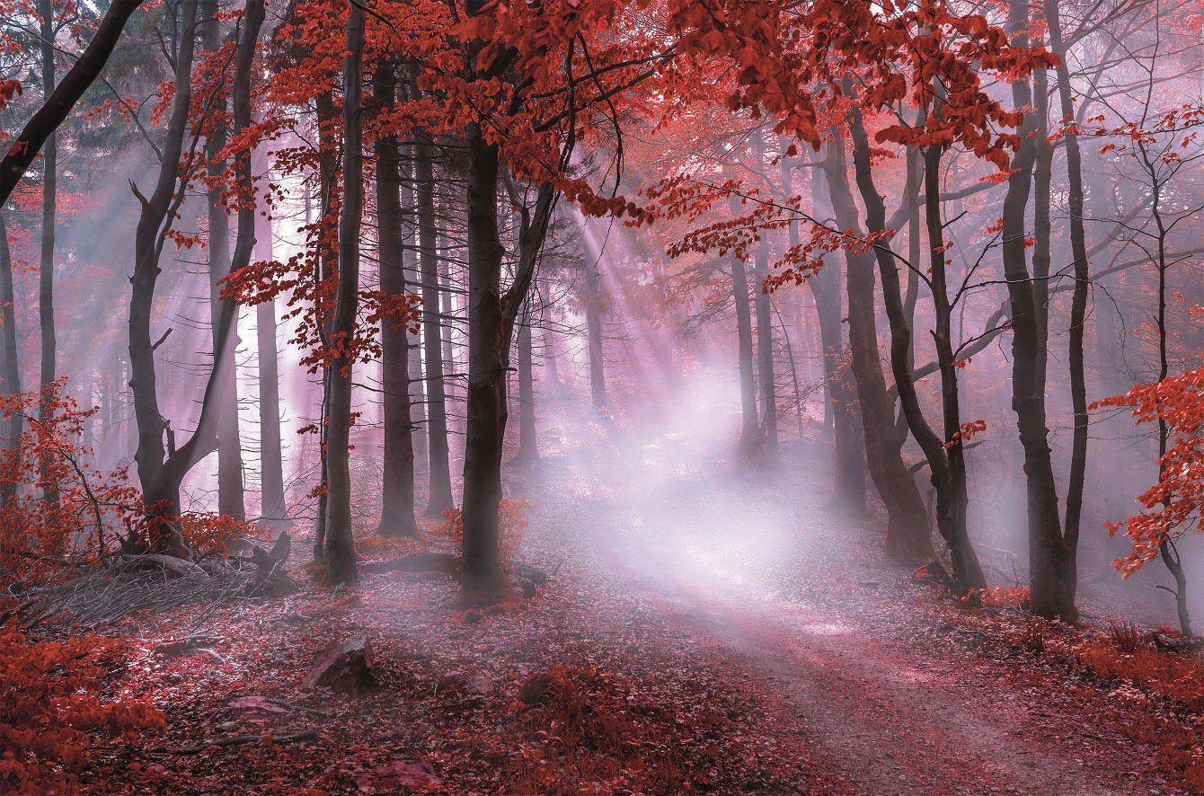 Bönninghoff Leinwandbild Herbstwald im Nebel, (1 St) von Bönninghoff