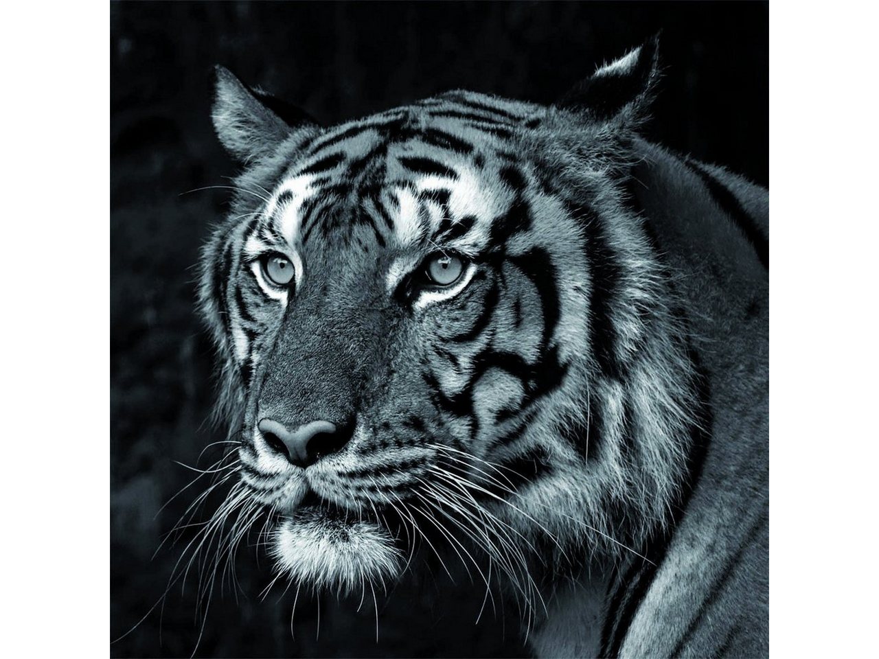 Bönninghoff Leinwandbild Leinwandbild Tiger von Bönninghoff