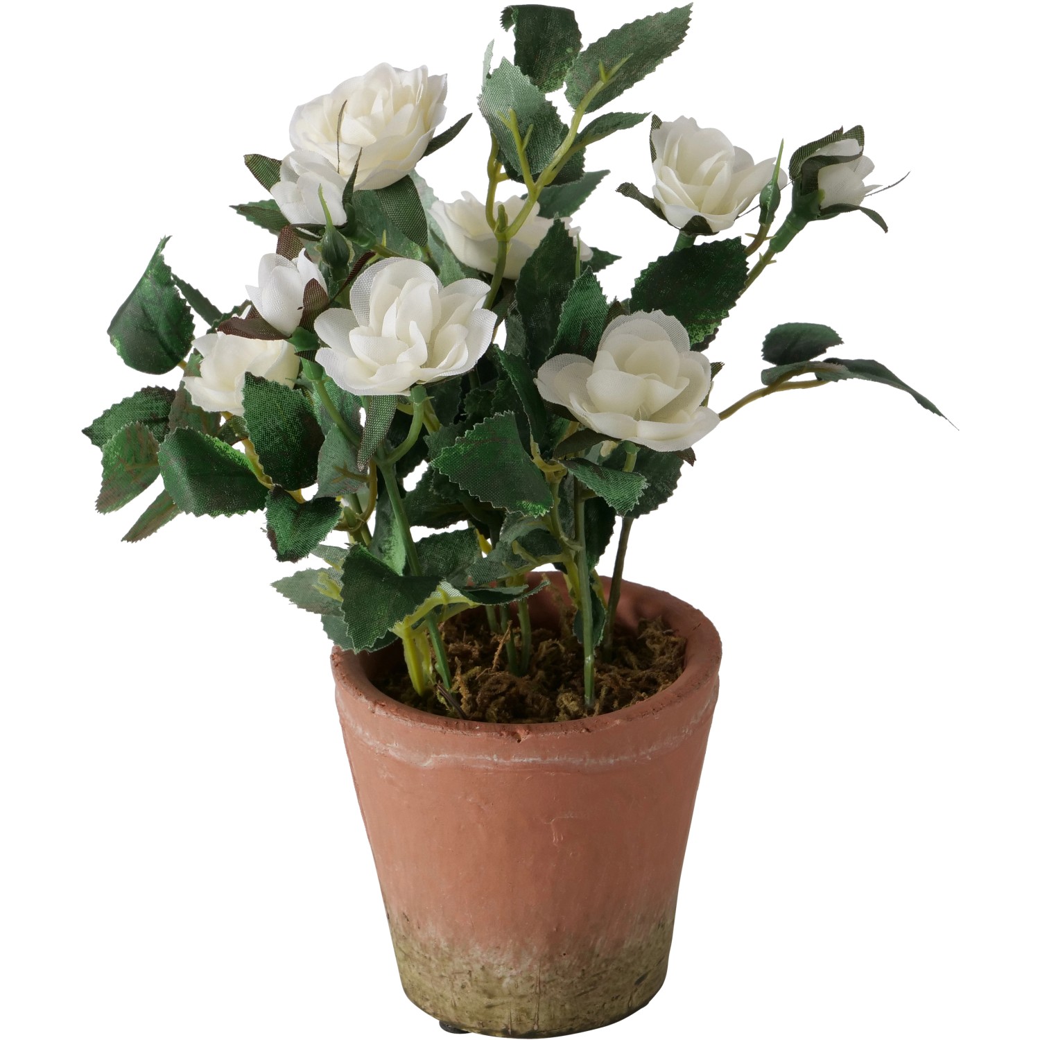 Boltze Topfpflanze Rose 24 cm x ø 18 cm Weiß von Boltze