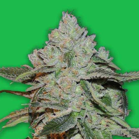 Atomic Bomber von Bomb Seeds