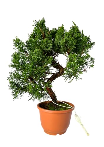 Bonsai Baum in einem Plastiktopf - Juniper Chinesis aus Japan - Chinesis Wacholder (12 cm Schale, 30-35cm Höhe) von Bonsai LT