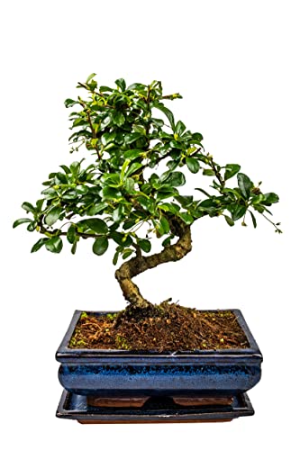 Bonsai Baum mit Keramik Blumentopf - Ligustrum, Ficus, Carmona, Podocarpus, Chinese elm - ca. 6-9 Jahre (20cm Schale ca. 8 Jahre, Carmona P20 S) von Bonsai LT