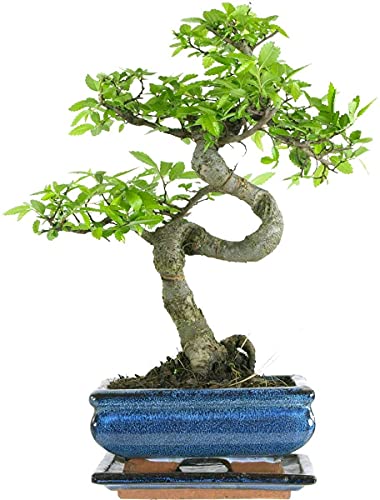 Bonsai Baum mit Keramik Blumentopf - Chinese elm - ca. 7 Jahre (15 cm Schale, ca. 7 Jahre) von Bonsai LT