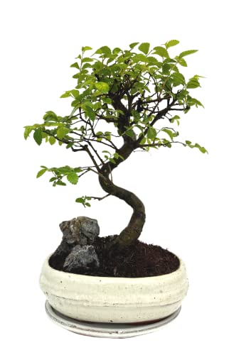 Bonsai Baum mit Keramik Blumentopf - Chinese elm mit Felsen- ca. 8 Jahre (20 cm Schale, ca. 8 Jahre) von Bonsai LT
