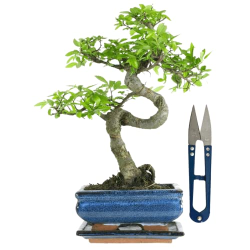 Bonsai Baum mit Keramik Blumentopf - Chinese elm mit - ca. 7 Jahre (15 cm Schale, ca. 7 Jahre) von Bonsai LT