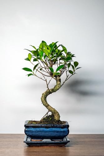 Bonsai Baum mit Keramik Blumentopf - Ficus Microcarpa Bonsai baum- ca. 8-9 Jahre 15 cm Schale von Bonsai LT