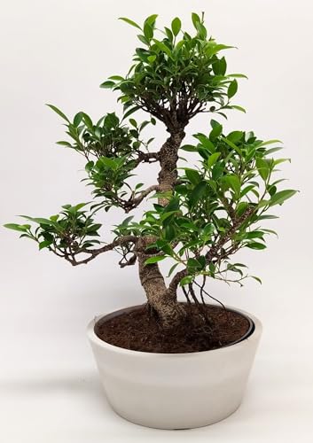 Bonsai Baum mit Keramik Blumentopf - Ficus - ca. 15-18 Jahre (45-50 cm Höhe) Zimmerpflanze umweltfreundlich Geschenkpflanze (im Sahnetopf) von Bonsai LT