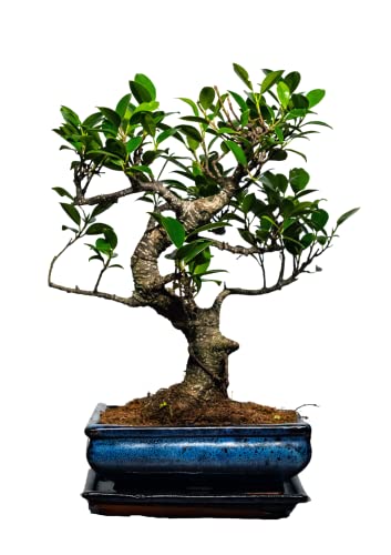 Bonsai Baum mit Keramik Blumentopf - Ligustrum, Ficus, Carmona, Podocarpus, Chinese elm - ca. 6-9 Jahre (20cm Schale ca. 8 Jahre, Ficus P20 S) von Bonsai LT