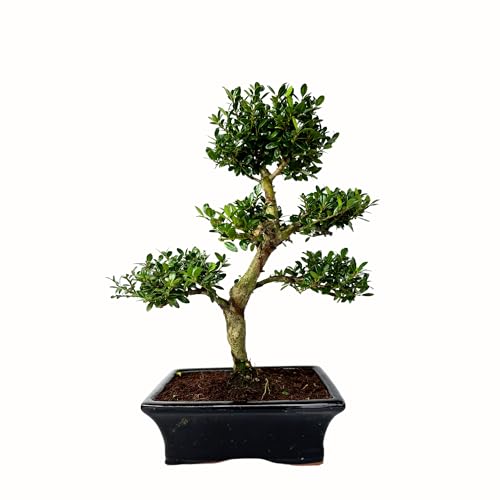 Bonsai Baum mit Keramik Blumentopf - Ligustrum, Ficus, Carmona, Podocarpus, Chinese elm -(Ilex P20, 20cm Schale ca. 8 Jahre) von Bonsai LT