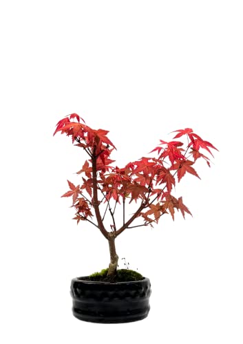 Bonsai Baum mit Keramik Blumentopf - Ligustrum, Ficus, Carmona, Podocarpus, Chinese elm - ca. 6-9 Jahre (12 cm Schale, Acer Deshojo P12) von Bonsai LT