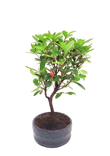 Bonsai Baum mit Keramik Blumentopf - Ligustrum, Ficus, Carmona, Podocarpus, Chinese elm - ca. 6-9 Jahre (12 cm Schale, Rhododendron bonsai (Azalea)) von Bonsai LT