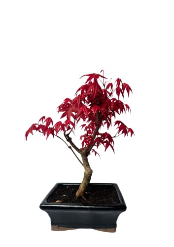Bonsai Baum mit Keramik Blumentopf - Ligustrum, Ficus, Carmona, Podocarpus, Chinese elm - ca. 6-9 Jahre (15 cm Schale ca. 6 Jahre, Acer Deshojo P15) von Bonsai LT