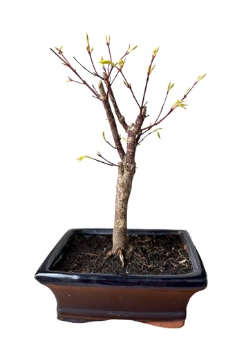 Bonsai Baum mit Keramik Blumentopf - Ligustrum, Ficus, Carmona, Podocarpus, Chinese elm - ca. 6-9 Jahre (15 cm Schale ca. 6 Jahre, Acer Gelb P15) von Bonsai LT