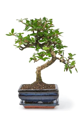 Bonsai Baum mit Keramik Blumentopf - Ligustrum, Ficus, Carmona, Podocarpus, Chinese elm - ca. 6-9 Jahre (15 cm Schale ca. 6 Jahre, Carmona P15 S) von Bonsai LT