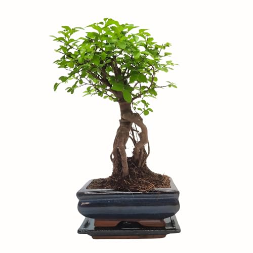 Bonsai Baum mit Keramik Blumentopf - Ligustrum, Ficus, Carmona, Podocarpus, Chinese elm - ca. 6-9 Jahre (15 cm Schale ca. 6 Jahre, Chinese elm P15) von Bonsai LT