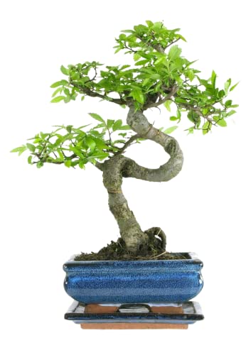 Bonsai Baum mit Keramik Blumentopf - Ligustrum, Ficus, Carmona, Podocarpus, Chinese elm - ca. 6-9 Jahre (15 cm Schale ca. 6 Jahre, Chinese elm P15 S) von Bonsai LT