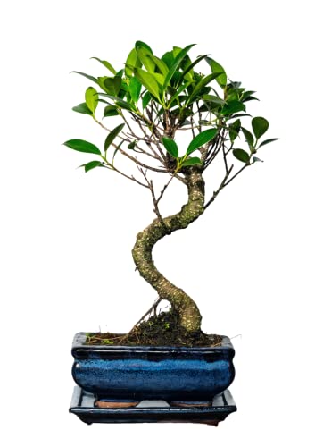 Bonsai Baum mit Keramik Blumentopf - Ligustrum, Ficus, Carmona, Podocarpus, Chinese elm - ca. 6-9 Jahre (15 cm Schale ca. 6 Jahre, Ficus P15 S) von Bonsai LT