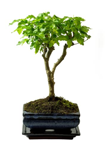Bonsai Baum mit Keramik Blumentopf - Ligustrum, Ficus, Carmona, Podocarpus, Chinese elm - ca. 6-9 Jahre (15 cm Schale ca. 6 Jahre, Ligustrum P15 Broom) von Bonsai LT