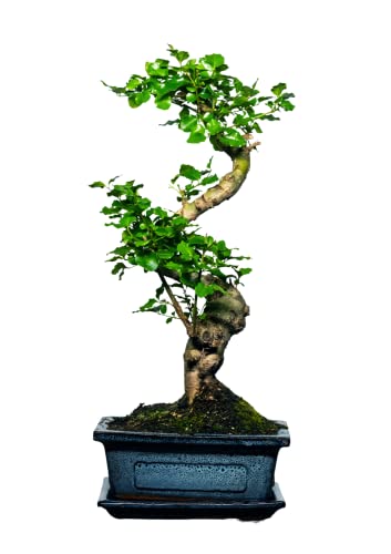 Bonsai Baum mit Keramik Blumentopf - Ligustrum, Ficus, Carmona, Podocarpus, Chinese elm - ca. 6-9 Jahre (15 cm Schale ca. 6 Jahre, Ligustrum P15 S) von Bonsai LT