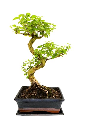 Bonsai Baum mit Keramik Blumentopf - Ligustrum, Ficus, Carmona, Podocarpus, Chinese elm - ca. 6-9 Jahre (20cm Schale ca. 8 Jahre, Ligustrum P20 S) von Bonsai LT