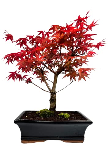 Bonsai Baum mit Keramik Blumentopf - Ligustrum, Ficus, Carmona, Podocarpus, Chinese elm - ca. 6-9 Jahre (25 cm Schale ca. 12-14 Jahre, Ahorn Deshojo P25) von Bonsai LT