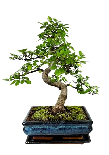 Bonsai Baum mit Keramik Blumentopf - Ligustrum, Ficus, Carmona, Podocarpus, Chinese elm - ca. 6-9 Jahre (25 cm Schale ca. 12-14 Jahre, Chinese elm P25 S) von Bonsai LT