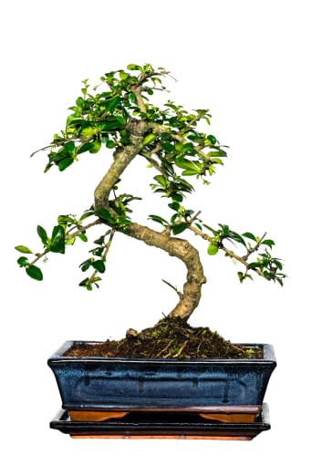 Bonsai Baum mit Keramik Blumentopf - Ligustrum, Ficus, Carmona, Podocarpus, Chinese elm - ca. 6-9 Jahre (25 cm Schale ca. 12-14 Jahre, Fukien Teebaum Bonsai P25) von Bonsai LT