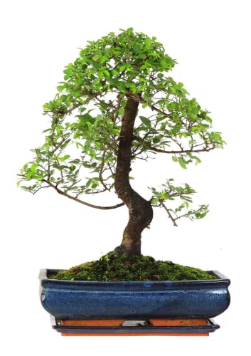 Bonsai Baum mit Keramik Blumentopf - Ligustrum, Ficus, Carmona, Podocarpus, Chinese elm - ca. 6-9 Jahre (30 cm Schale ca. 16 Jahre, Chinese elm P30 S) von Bonsai LT