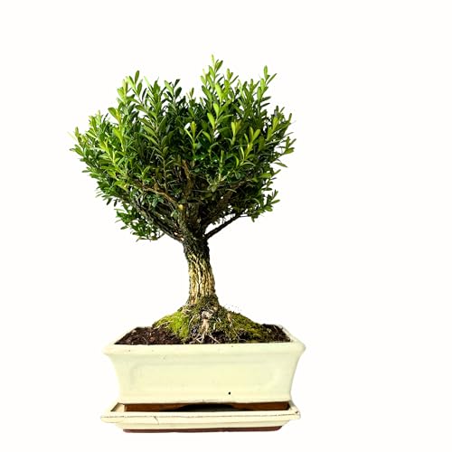 Bonsai Baum mit Keramik Blumentopf - Ligustrum, Ficus, Carmona, Podocarpus, Chinese elm - ca. 6-9 Jahre (Buxus P20, 20cm Schale ca. 8 Jahre) Buchsbaum von Bonsai LT