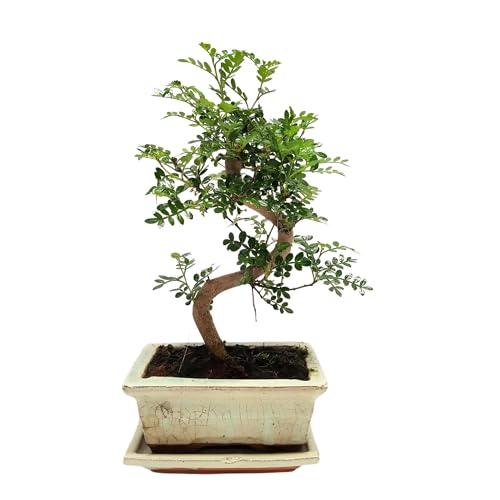 Bonsai Baum mit Keramik Blumentopf - Ligustrum, Ficus, Carmona, Podocarpus, Chinese elm - ca. 6-9 Jahre (Chinesischer Pfeffer P15, 15 cm Schale ca. 6 Jahre) von Bonsai LT