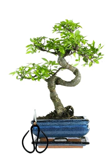 Bonsai Baum mit Keramik Blumentopf ca. 25-35cm hoch, Untersetzer und Schere - Bonsai-Geschenkset - (15 cm Schale ca. 7-8 Jahre, Bonsai Chinese Ulme) von Bonsai LT