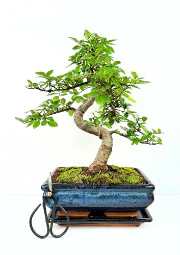 Bonsai Baum mit Keramik Blumentopf ca. 25-35cm hoch, Untersetzer und Schere - Bonsai-Geschenkset - (20 cm Schale ca. 8-9 Jahre, Bonsai Chinese Ulme) von Bonsai LT