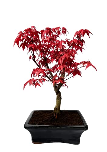 Bonsai DE - Bonsai baum Japanischer Fächerahorn - Acer (Ahorn) bonsai bäume/Japanische Ahorne/baum ist 25-30 cm hoch (Deshojo P20 Rot) von Bonsai LT