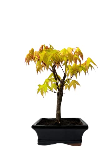 Bonsai DE - Bonsai baum Japanischer Fächerahorn - Acer (Ahorn) bonsai bäume/Japanische Ahorne/baum ist 25-30 cm hoch (Orange dream P15 Gelb) von Bonsai LT