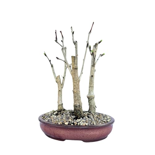 Bonsai - Wald mit Keramik Blumentopf - Ginkgo Biloba Bonsai baum - 20 cm Schale - Baum im Freien von Bonsai LT